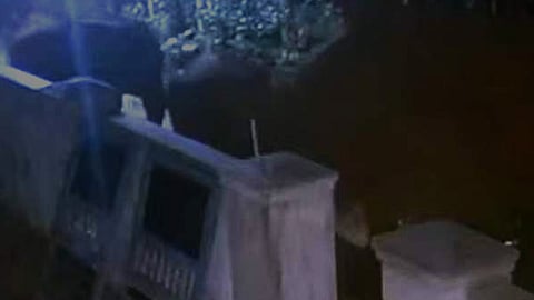 പാലക്കാട് കാട്ടാനക്കൂട്ടത്തിന്റെ ആക്രമണത്തിൽ നാട്ടാനയ്ക്ക് പരിക്ക്