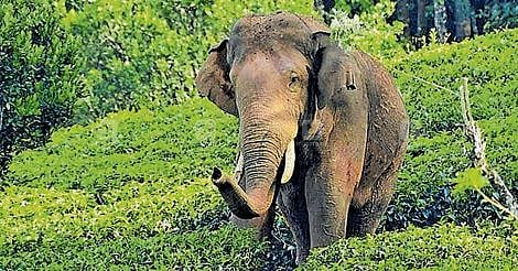 കലിയടങ്ങാതെ അരിക്കൊമ്പൻ; പിടികൂടി ഇറക്കിവിട്ട സ്ഥലത്ത് തിരിച്ചെത്തി ഷെഡ് തകർത്തു