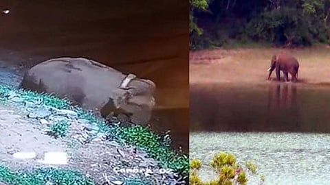 അരിക്കൊമ്പൻ രാത്രി കുമളിക്കടുത്തുള്ള ജനവാസമേഖലയിൽ: ആകാശത്തേക്ക് വെടിവെച്ച് തുരത്തി