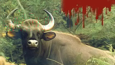 കാട്ടുപോത്ത് വീട്ടിലെത്തി കുത്തിക്കൊല്ലുന്ന കാലം