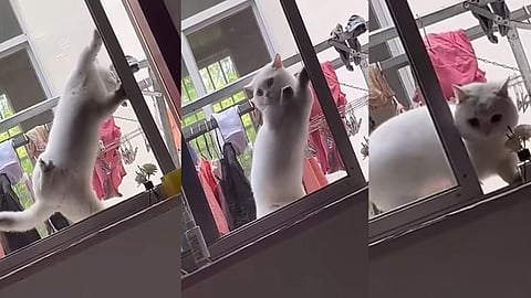 എന്നോടോ ബാലാ നിന്റെ കളി...! 'ബുദ്ധിമാനായ' പൂച്ചയുടെ നീക്കം കണ്ട് അമ്പരന്ന് നെറ്റിസൺസ് (Video)