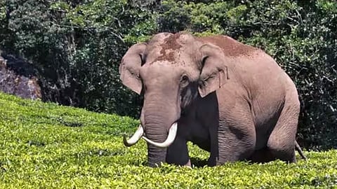 കാറിടിച്ചത് ചക്കക്കൊമ്പനെ തന്നെ; പ്രത്യേകം നിരീക്ഷിക്കുമെന്ന് വനംവകുപ്പ്