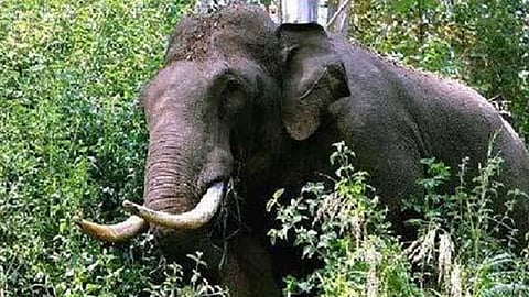 അരിക്കൊമ്പൻ തിരികെ കേരളത്തിലേക്ക്?