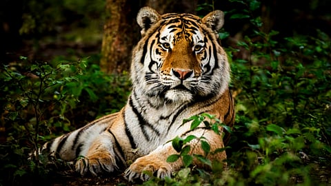 പത്തനംതിട്ടയിൽ വീണ്ടും കടുവയിറങ്ങി; തോട്ടം തൊഴിലാളികളെ ആക്രമിച്ചു