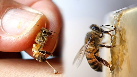 എപ്പിതെറാപ്പി: തേനീച്ച നൽകിയ വരദാനം