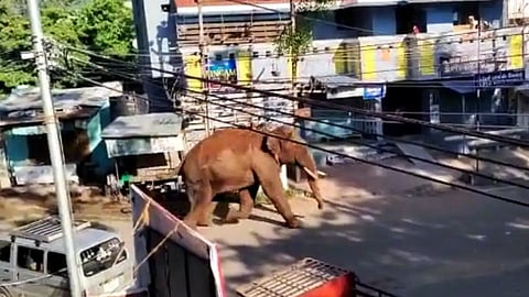 കമ്പത്തെ ജനവാസകേന്ദ്രത്തിലൂടെ പരക്കം പായുന്ന കാട്ടാന.