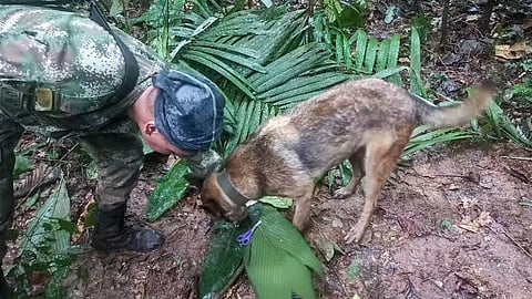 കൊളംബിയ വിമാനാപകടം: 11 മാസം പ്രായമുള്ള കുഞ്ഞ് ഉൾപ്പെടെ കാണാതായ 4 കുട്ടികളെ കണ്ടെത്തി