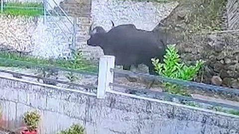 കാട്ടുപോത്തിന് നായാട്ടുകാരുടെ വെടിയേറ്റിരുന്നതായി കണ്ടെത്തൽ