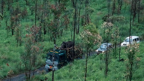 അരിക്കൊമ്പനെ കാടുകടത്തിയത് ശാശ്വത പരിഹാരമല്ല