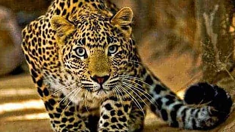 Malakkappara 4-year-old boy attacked by tiger