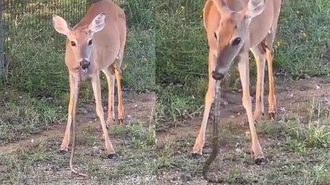 പാമ്പിനെ ചവച്ചരച്ച് തിന്നുന്ന മാൻ, പുല്ല് തിന്നു മടുത്തോ എന്ന് സോഷ്യൽ മീഡിയ