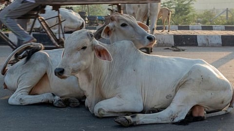 ഗോവധ നിരോധനം നീക്കാൻ കർണാടക