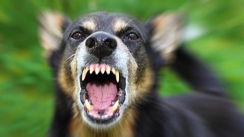 Stray dog attacks; Three-year-old girl's ear stitched