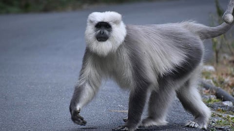 തിരുവനന്തപുരം മൃഗശാലയിൽ നിന്ന് ഹനുമാന് കുരങ്ങ് ചാടിപ്പോയി; പ്രദേശത്ത് ജാഗ്രതാ നിർദ്ദേശം