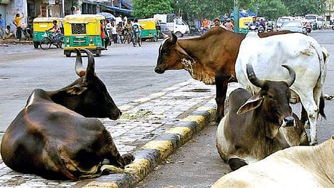 ഗോവധ നിരോധനം പിൻവലിക്കാൻ തീരുമാനിച്ചിട്ടില്ല: കർണാടക മുഖ്യമന്ത്രി