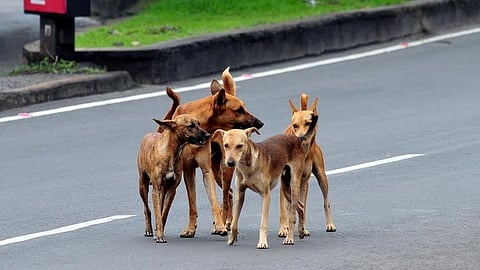 തെരുവുനായ ആക്രമണം: കോഴിക്കോട് കൂത്താളിയിലെ സ്കൂളുകൾക്ക് അവധി