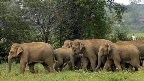 കാട്ടാനകൾക്കു വേണ്ടി നിർമിക്കുന്ന അടിപ്പാത പൂർത്തിയാകുന്നു