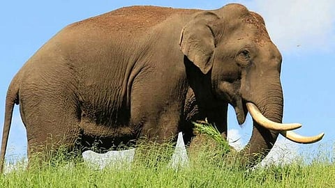 സിഗ്നൽ ലഭിക്കുന്നില്ല..., അരിക്കൊമ്പൻ എവിടെ?