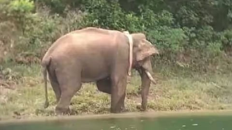 അരിക്കൊമ്പൻ ആരോഗ്യവാൻ: തീറ്റയെടുക്കാൻ വരുന്ന ദൃശ്യങ്ങൾ പുറത്തുവിട്ട് തമിഴ്നാട് വനംവകുപ്പ്