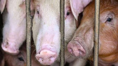 ഇടുക്കിയിൽ വീണ്ടും ആഫ്രിക്കന് പന്നിപ്പനി; പന്നികൾക്ക് ദയാവധം