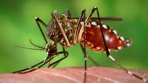 foreigner dies of dengue fever in kochi