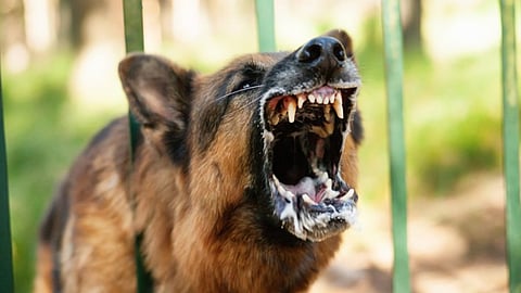 supreme court about stray dog attack