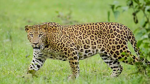 Tiger - Representative Image