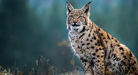 wild cat