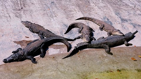 Representative image