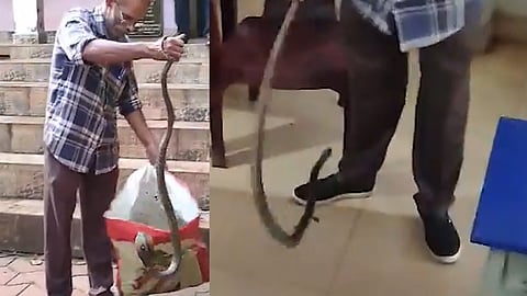 നിലമ്പൂർ ഗവ.യുപി സ്കൂളിൽ നിന്നും പിടികൂടിയത് നാലടി നീളമുള്ള മൂർഖൻ പാമ്പിനെ