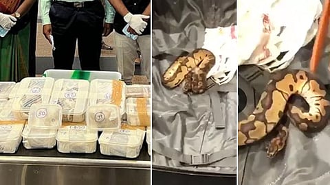 ബാഗിൽ നിന്ന് പിടികൂടിയ പാമ്പും പെട്ടികളും