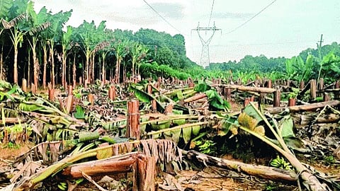 കെഎസ്ഇബി അധികൃതർ വെട്ടി നശിപ്പിച്ച വാഴകൾ. പശ്ചാത്തലത്തിൽ ഹൈടെൻഷൻ ലൈനും കാണാം.