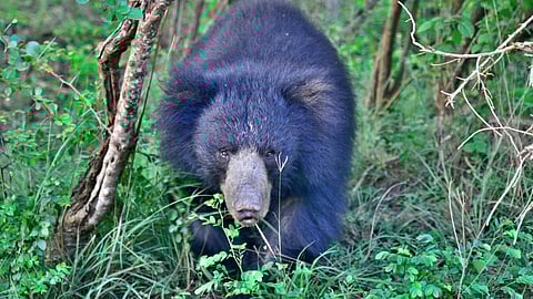 Valparai child attacked by bear