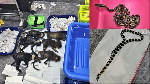 പിടിച്ചെടുത്ത പാമ്പുകളും കുരങ്ങുകളും.