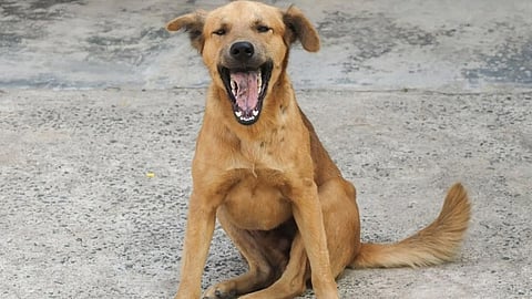 Stray Dog - Representative Image