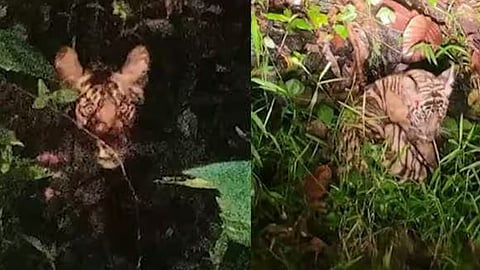പ്രദേശത്ത് അവശനിലയിൽ കണ്ടെത്തിയ കടുവ