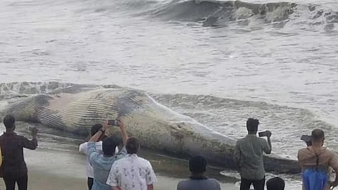 തീരത്തടിഞ്ഞ നീല തിമിംഗലത്തിന്റെ ജഡം