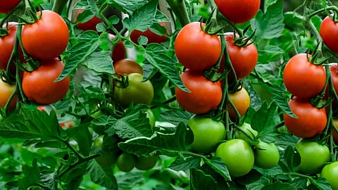 തക്കാളി വില 20 രൂപയിലെത്തി; പ്രതിസന്ധിയിലായി കർഷകർ