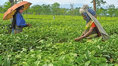 tea plantation
