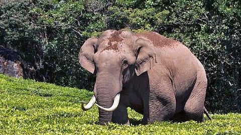 padayappa musth state forest department issues warning