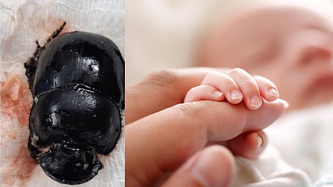 കൊമ്പൻചെല്ലി വണ്ട്