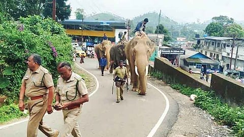 പഴയ സുഹൃത്തുക്കളുമായി വനവാസത്തിനു പോയ കുങ്കിയാനയെ വനംവകുപ്പ് തിരിച്ചെത്തിച്ചു