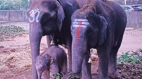 ശിവമൊഗ്ഗയിലെ വാസവി സ്കൂൾവളപ്പിൽ പ്രസവിച്ച നേത്രാവതി കുട്ടിയാനയ്ക്കൊപ്പം. സമീപം സ്ക്രേബൈലു ക്യാംപിലെ മറ്റൊരു പിടിയാന ഹേമാവതി.