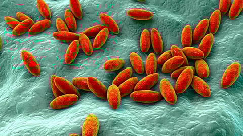 symbolic image - brucella bacteria