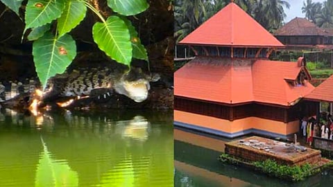 ക്ഷേത്രക്കുളത്തിൽ  കണ്ടെത്തിയ പുതിയ മുതല