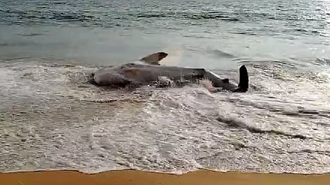 തിരുവനന്തപുരത്ത് തിമിംഗല സ്രാവ് കരക്കടിഞ്ഞു