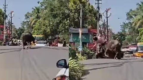 അങ്കമാലിയിൽ പോത്തിന്റെ ആക്രമണത്തിൽ ആറ് പേർക്ക് പരുക്ക്