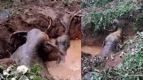 elephant and its cub fell into the well at Mamalakandam