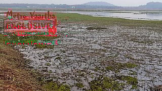 തൃശൂർ കോൾപ്പാടം