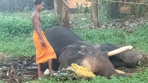 കുഴഞ്ഞു വീണ ആന